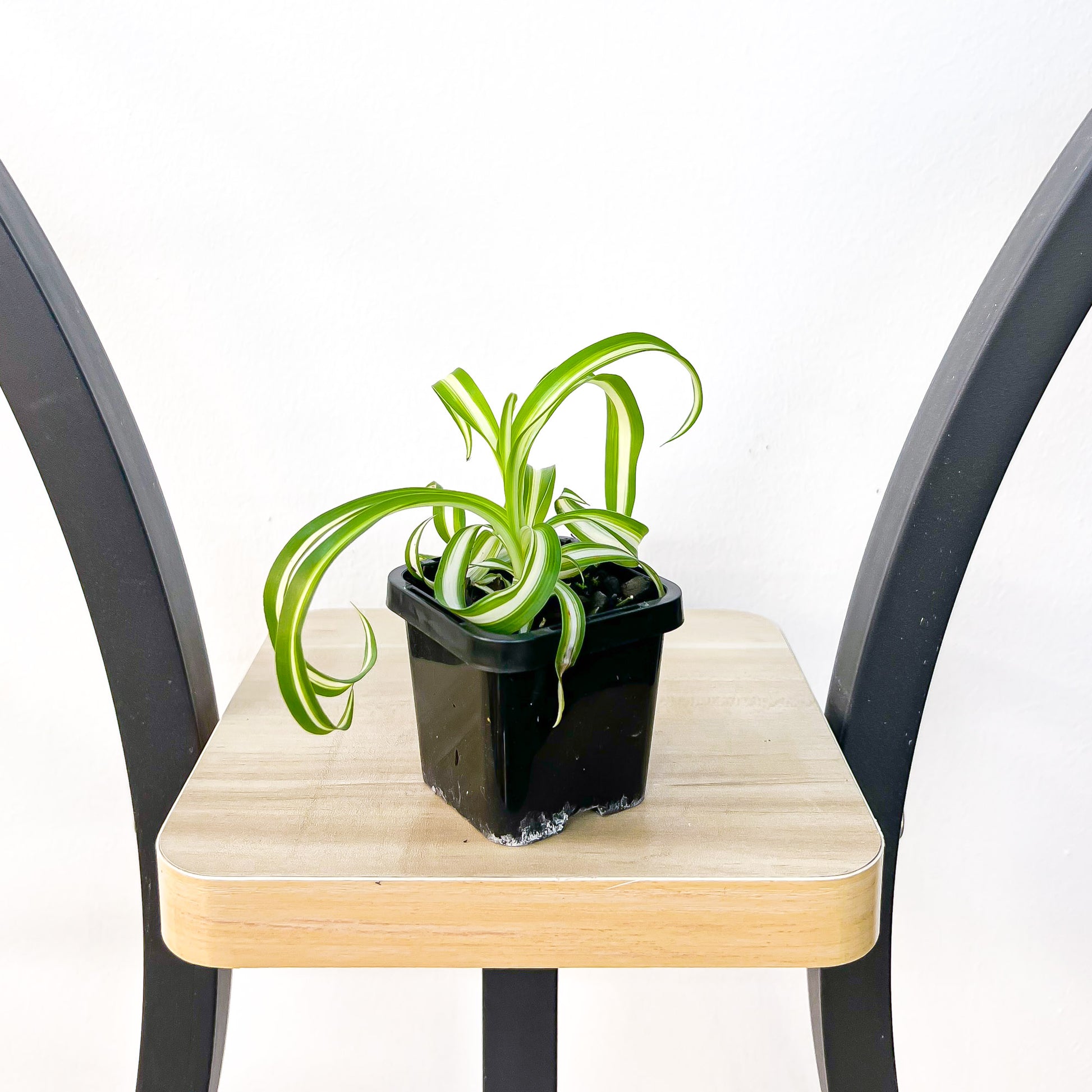 Chlorophytum Bonnie Curly Spider Plant | The Plant Boys
