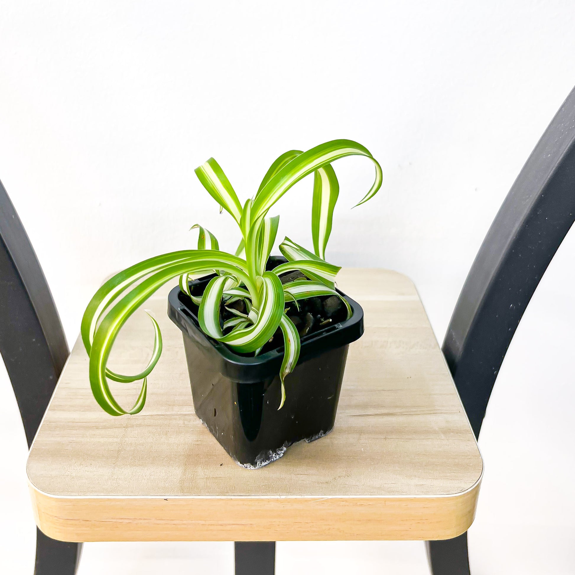 Chlorophytum Bonnie Curly Spider Plant | The Plant Boys