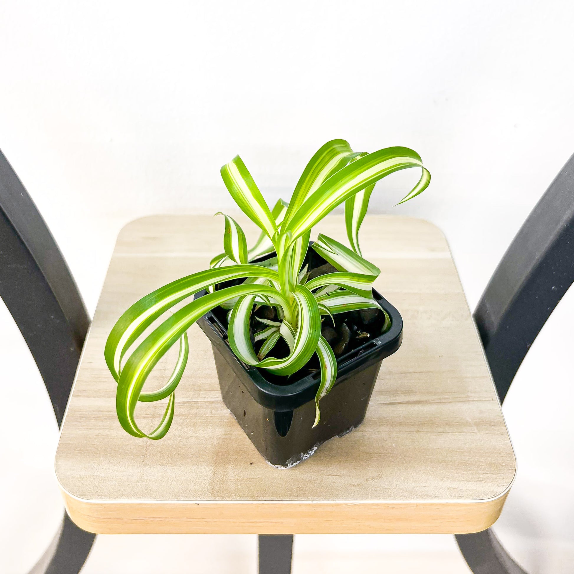 Chlorophytum Bonnie Curly Spider Plant | The Plant Boys