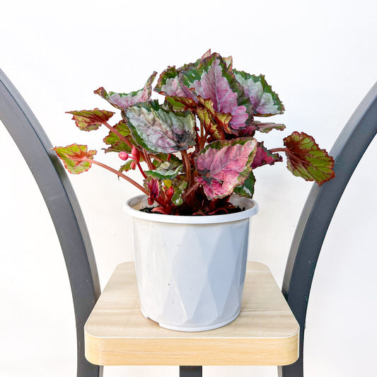 Begonia Inca Night