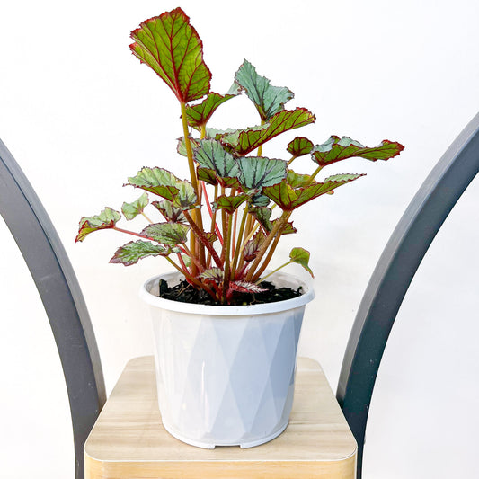 Begonia Nordic Glacier