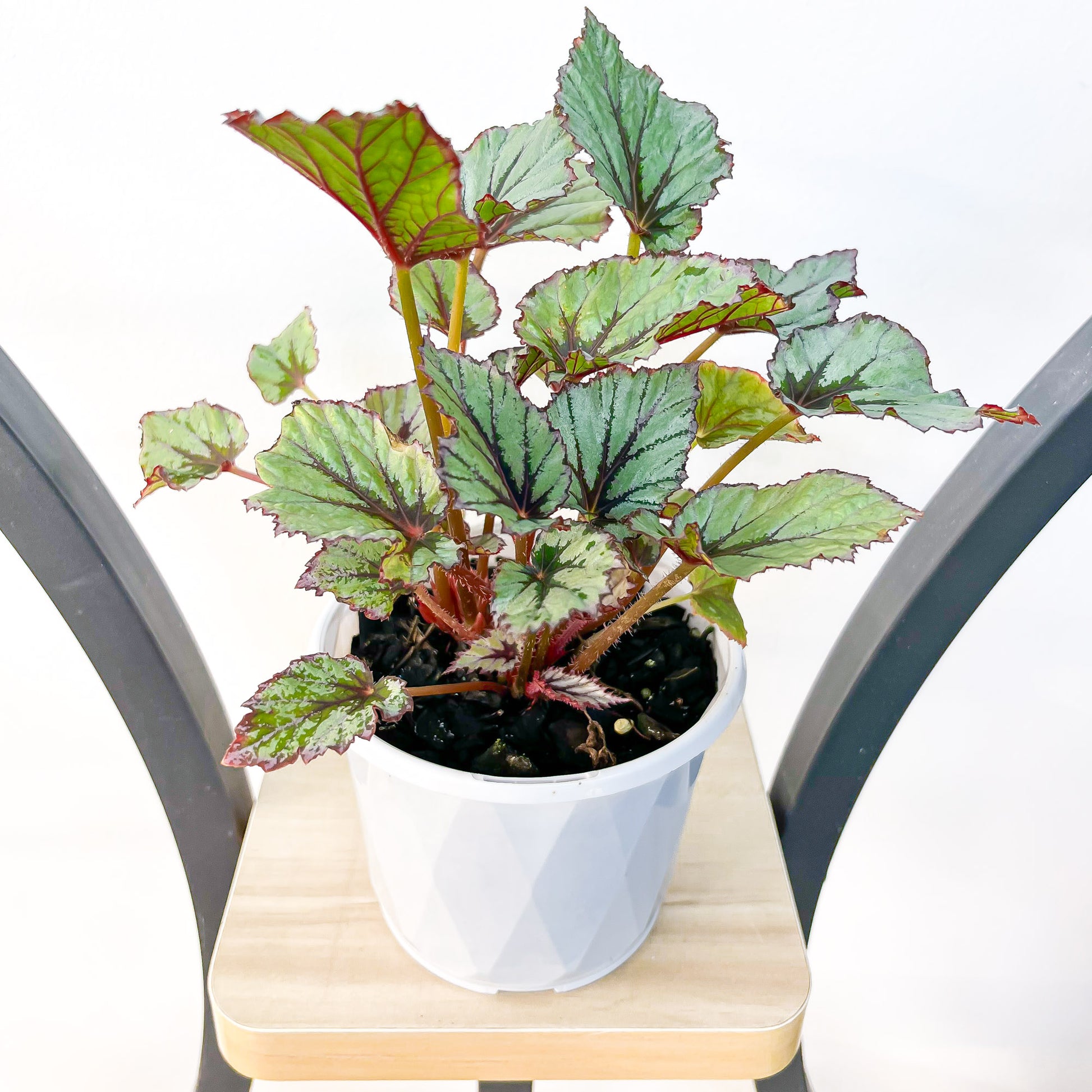 Begonia Nordic Glacier | The Plant Boys