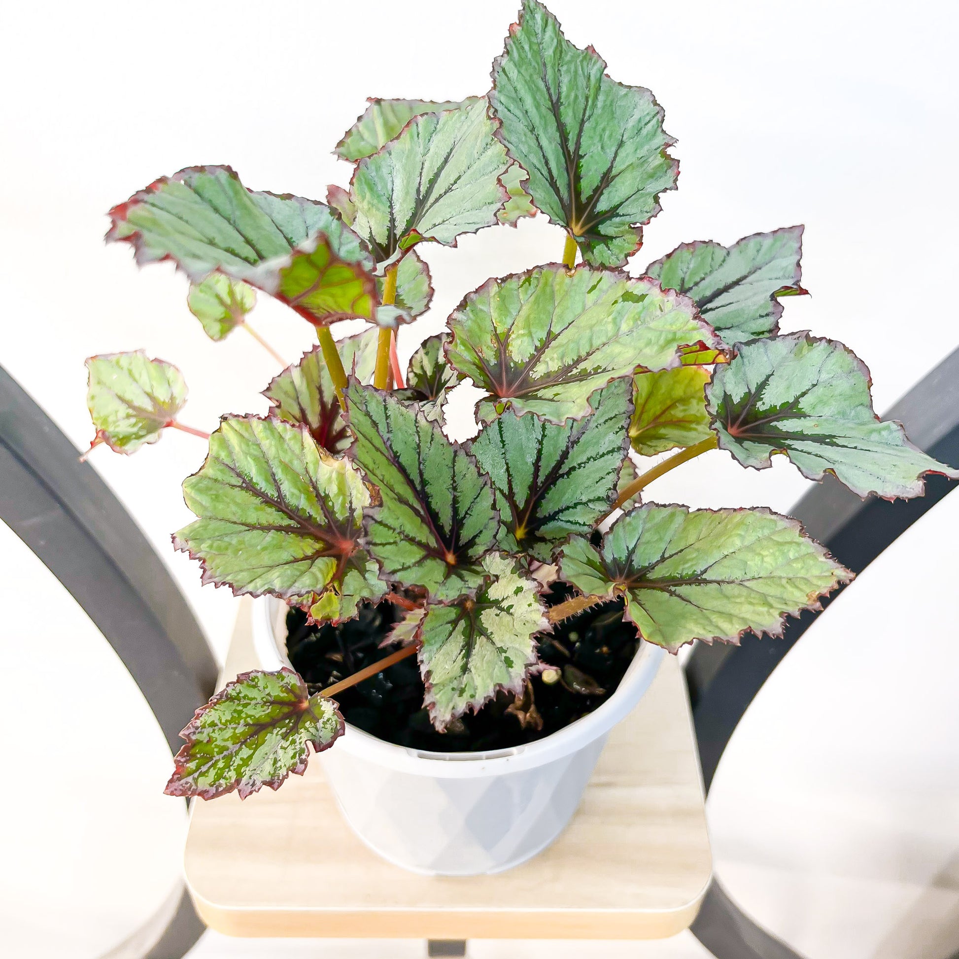 Begonia Nordic Glacier | The Plant Boys