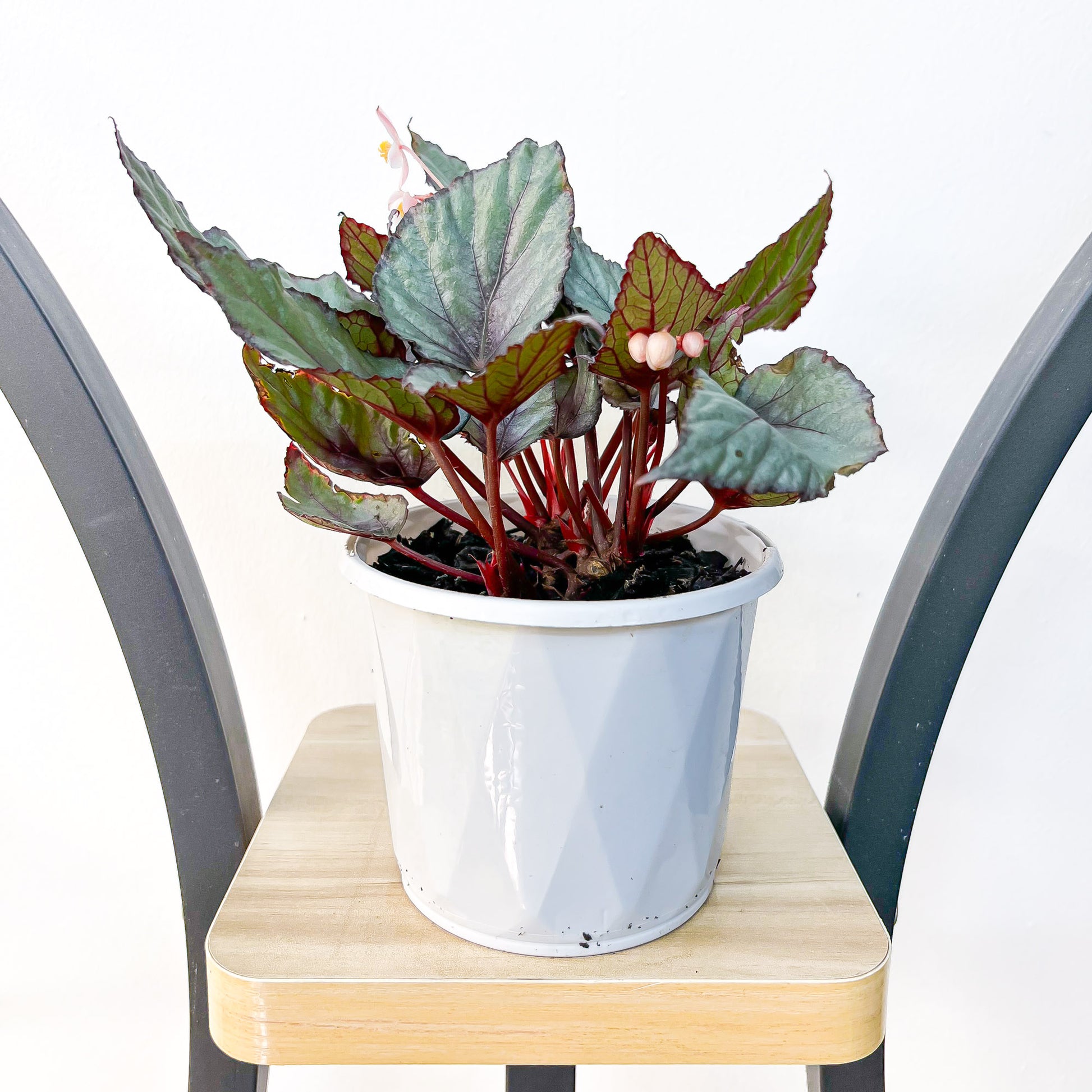 Begonia Maori Haze | The Plant Boys