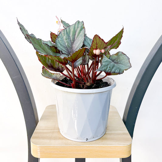 Begonia Maori Haze | The Plant Boys
