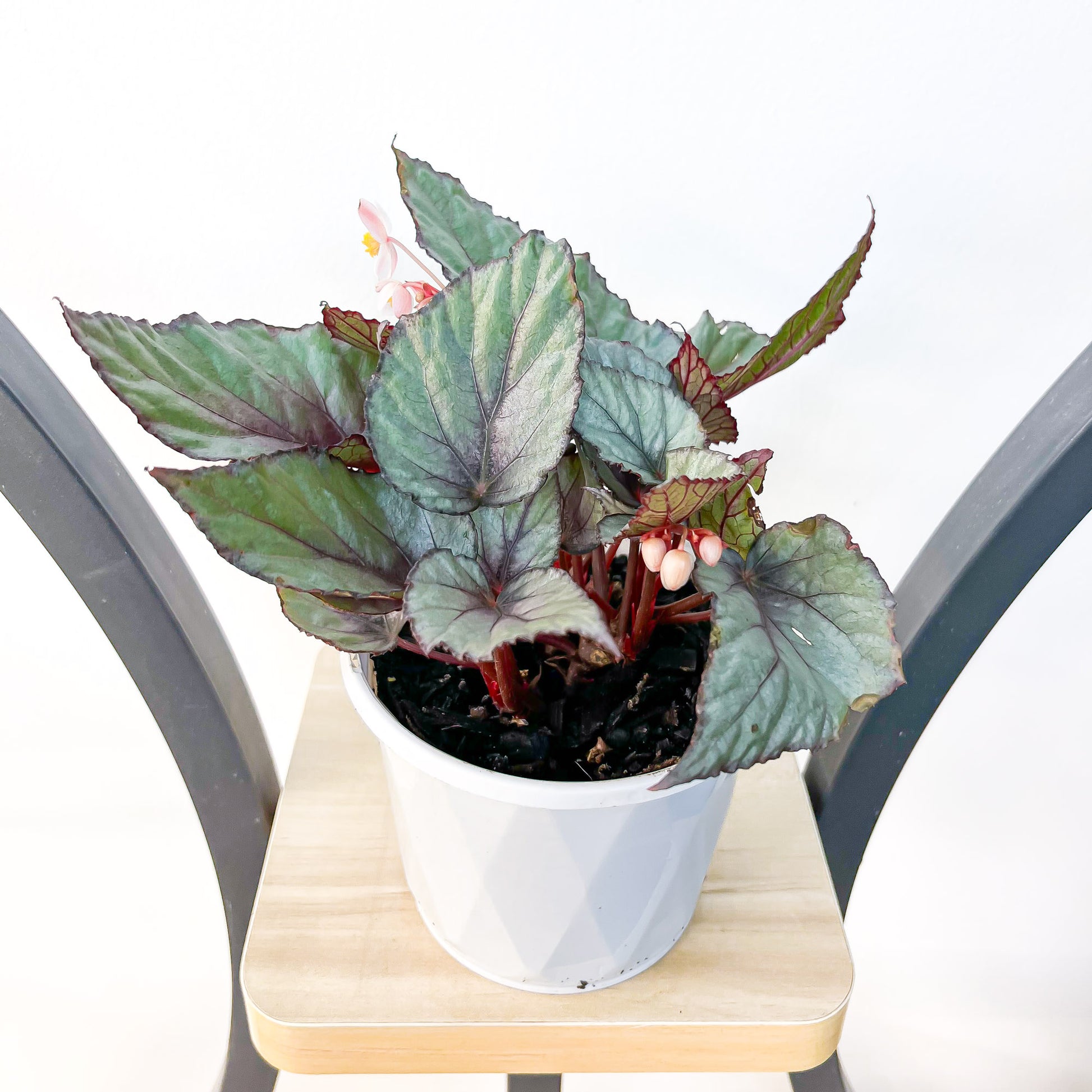 Begonia Maori Haze | The Plant Boys