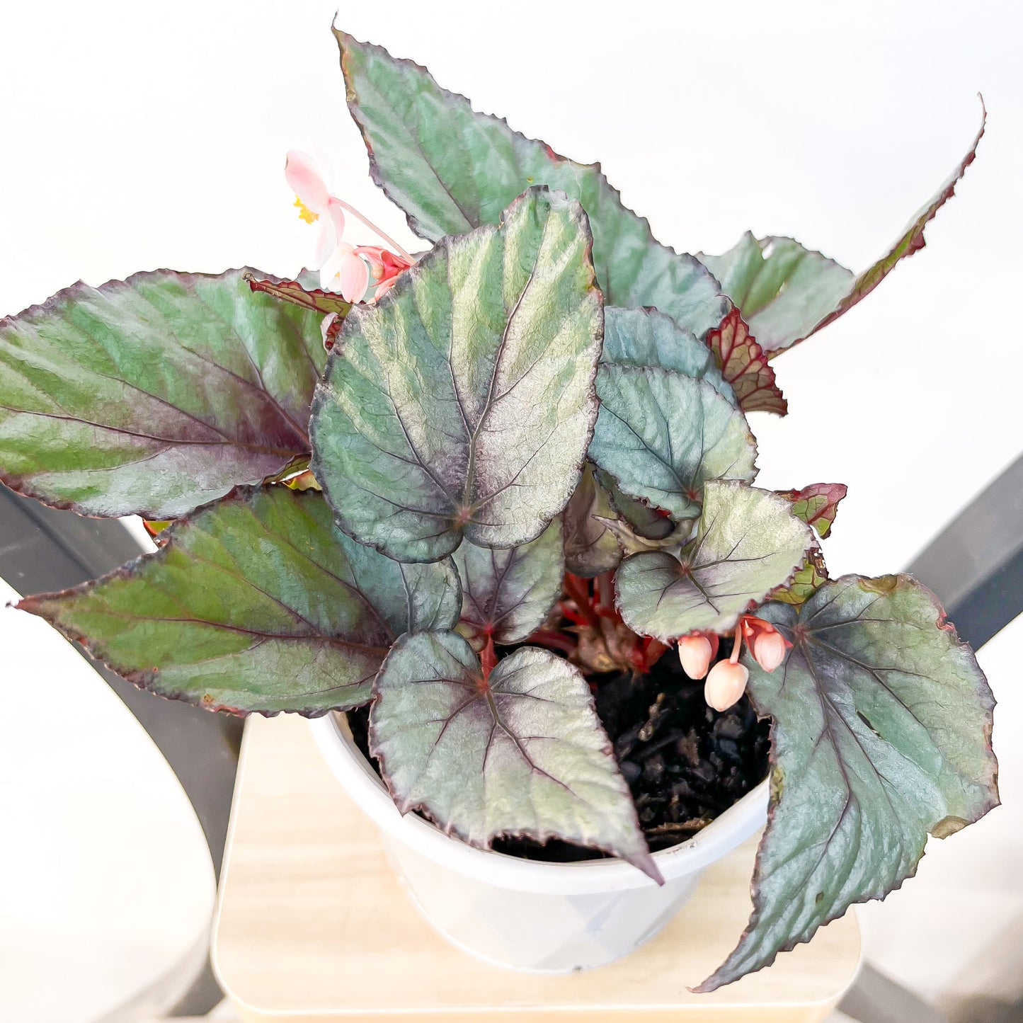 Begonia Maori Haze | The Plant Boys