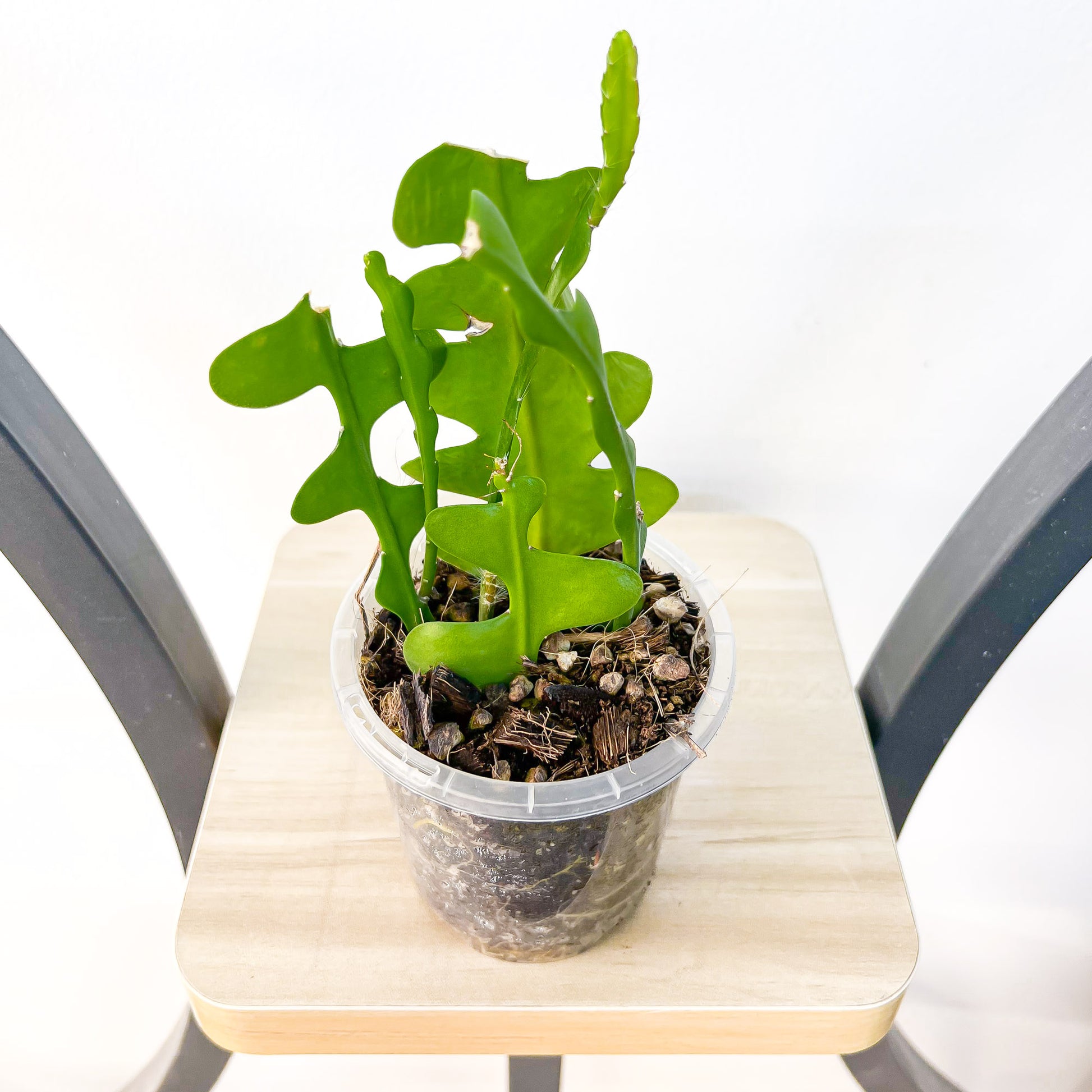 zig zag house plant Epiphyllum Anguliger Zig Zag Cactus – The Plant Boys