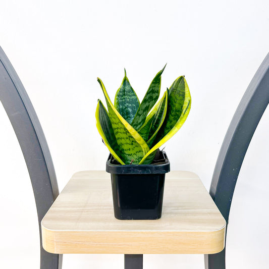 Sansevieria Hahnii Hybrid | The Plant Boys