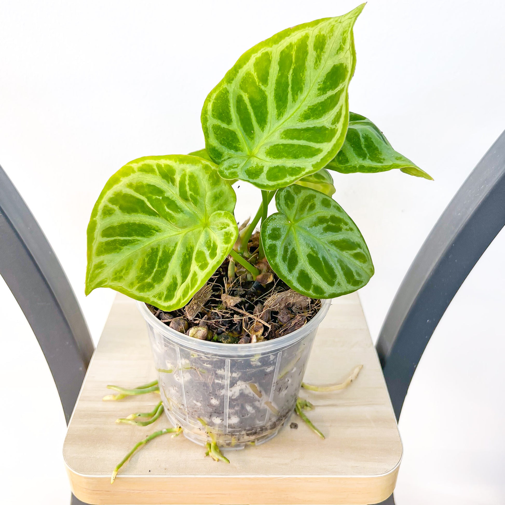 Anthurium Dorayaki | The Plant Boys