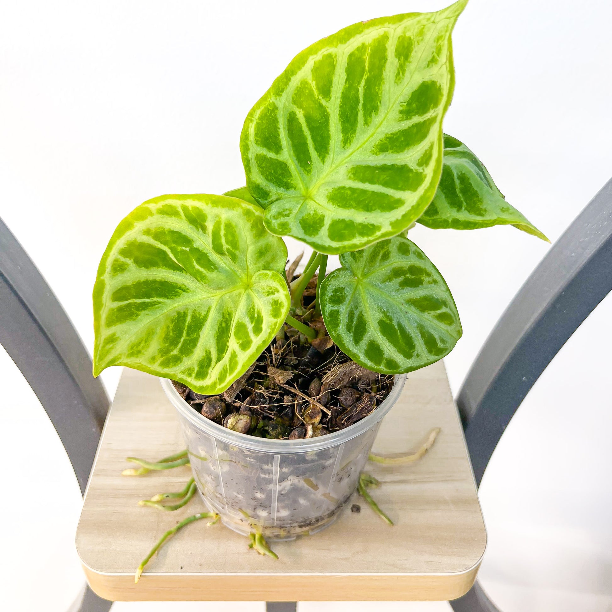 Anthurium Dorayaki | The Plant Boys