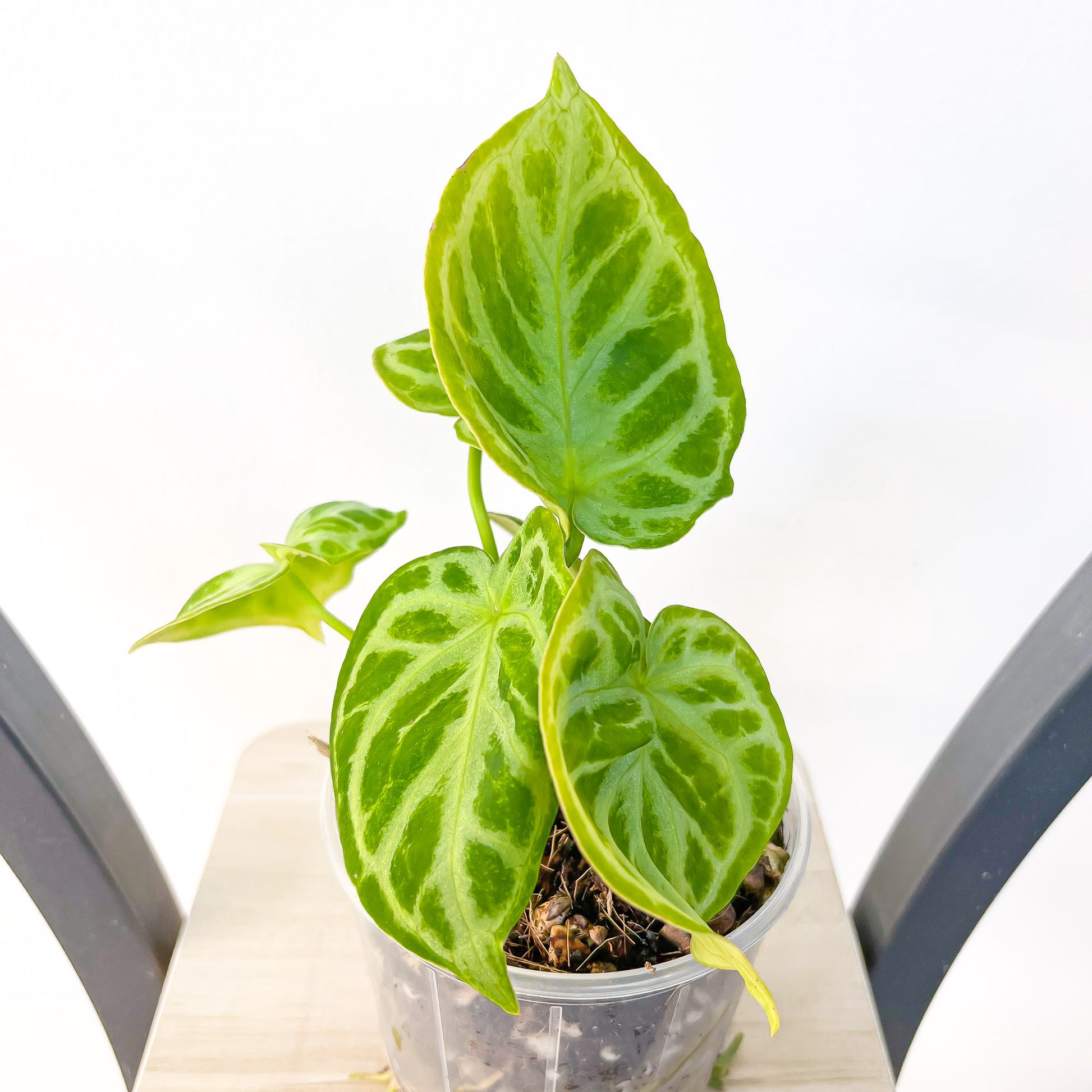 Anthurium Dorayaki | The Plant Boys