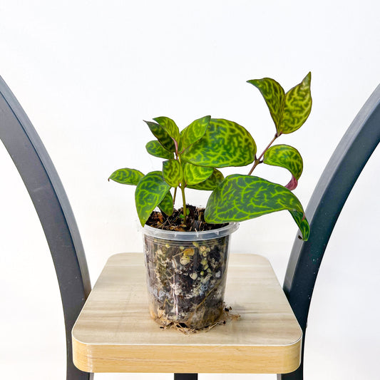 Aeschynanthus Black Pagoda Lipstick Plant