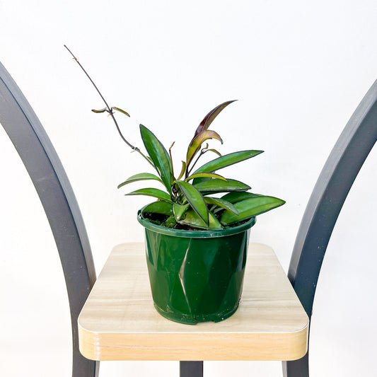 Hoya Wayetii | The Plant Boys