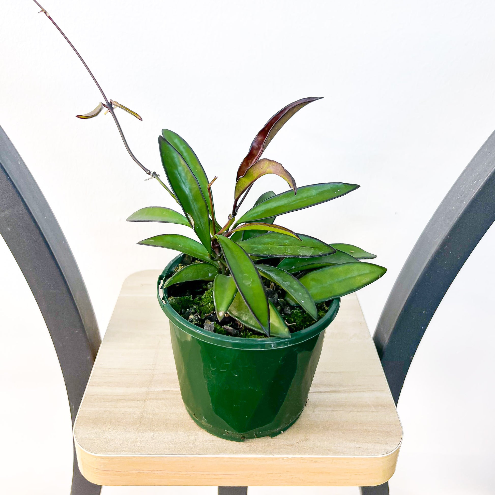 Hoya Wayetii | The Plant Boys