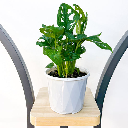 Monstera Adansonii Swiss Cheese Plant | The Plant Boys