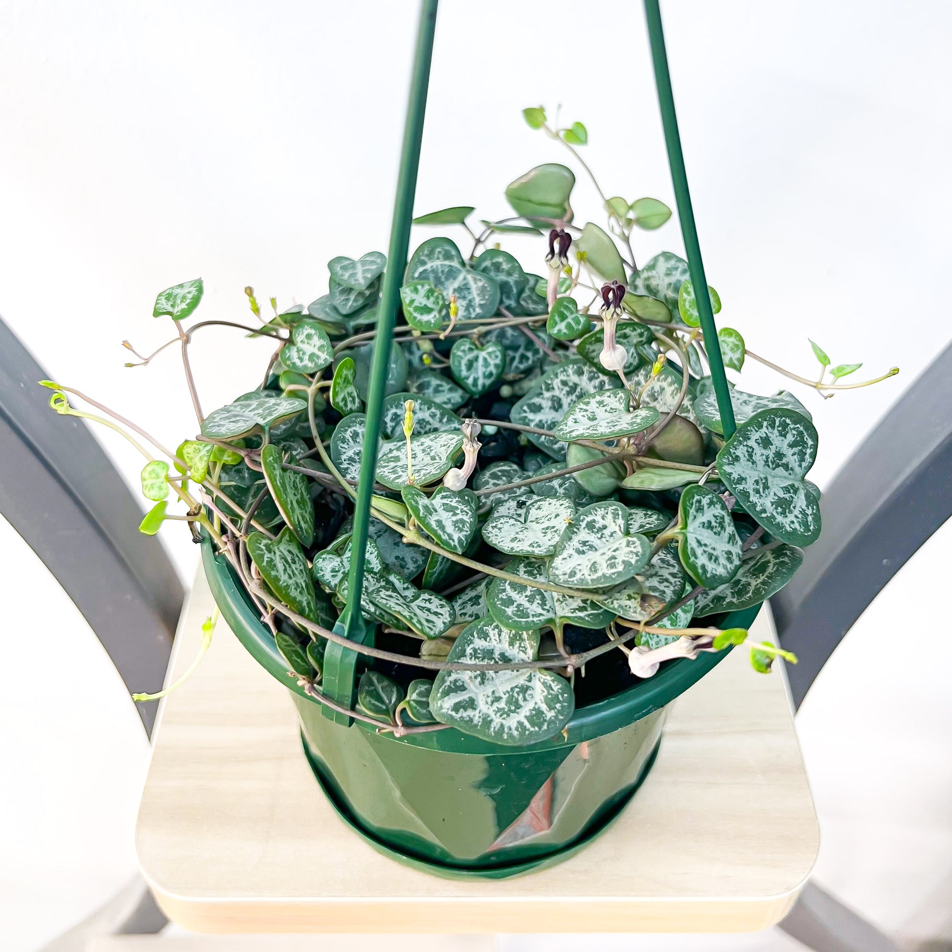 Ceropegia Woodii Chain of Hearts | The Plant Boys