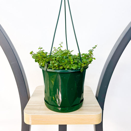 Peperomia String of Turtles | The Plant Boys