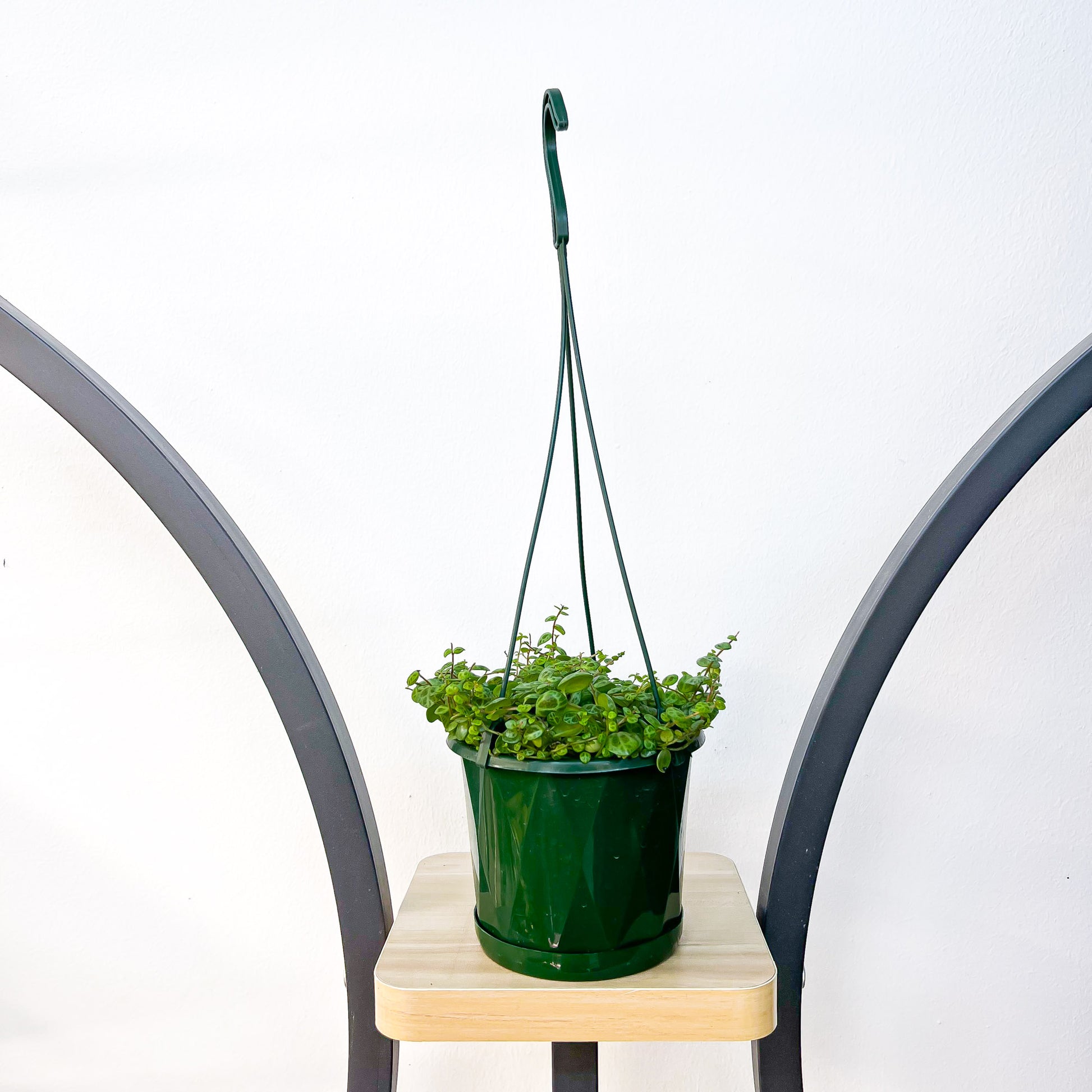 Peperomia String of Turtles | The Plant Boys