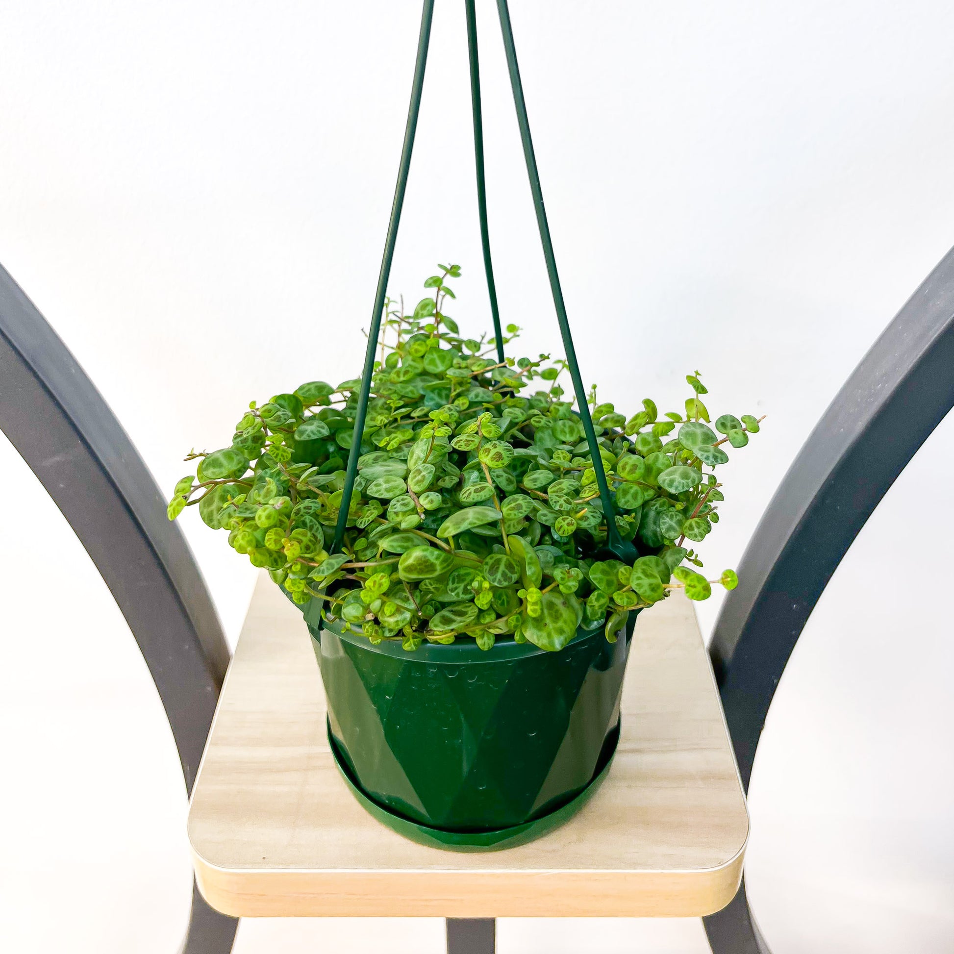 string of turtles hanging plant Peperomia String of Turtles – The Plant Boys