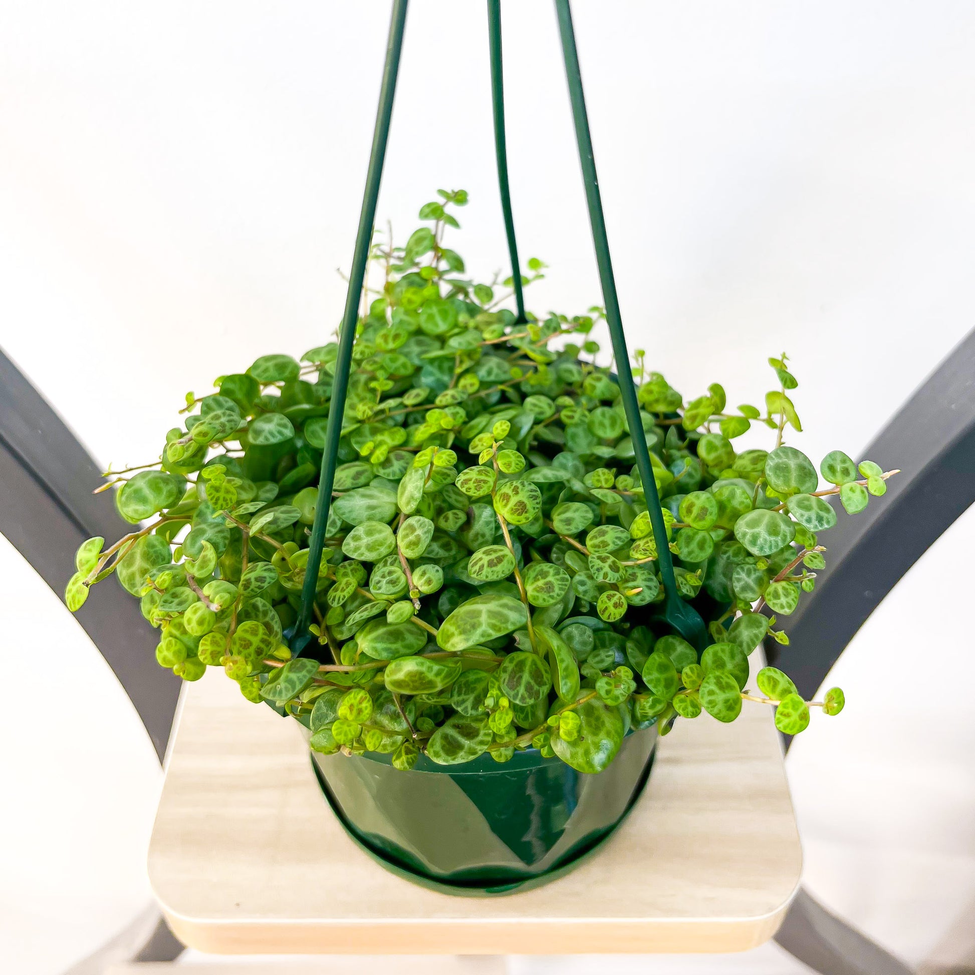 Peperomia String of Turtles | The Plant Boys