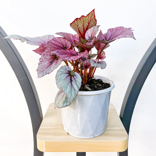 Begonia Indian Summer | The Plant Boys