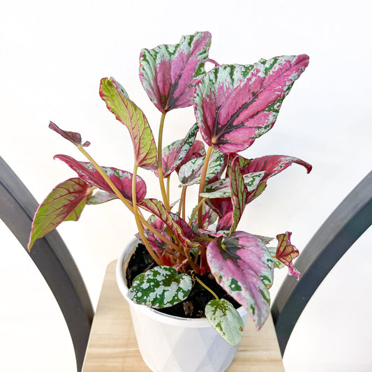 Begonia Maui Sunset | The Plant Boys