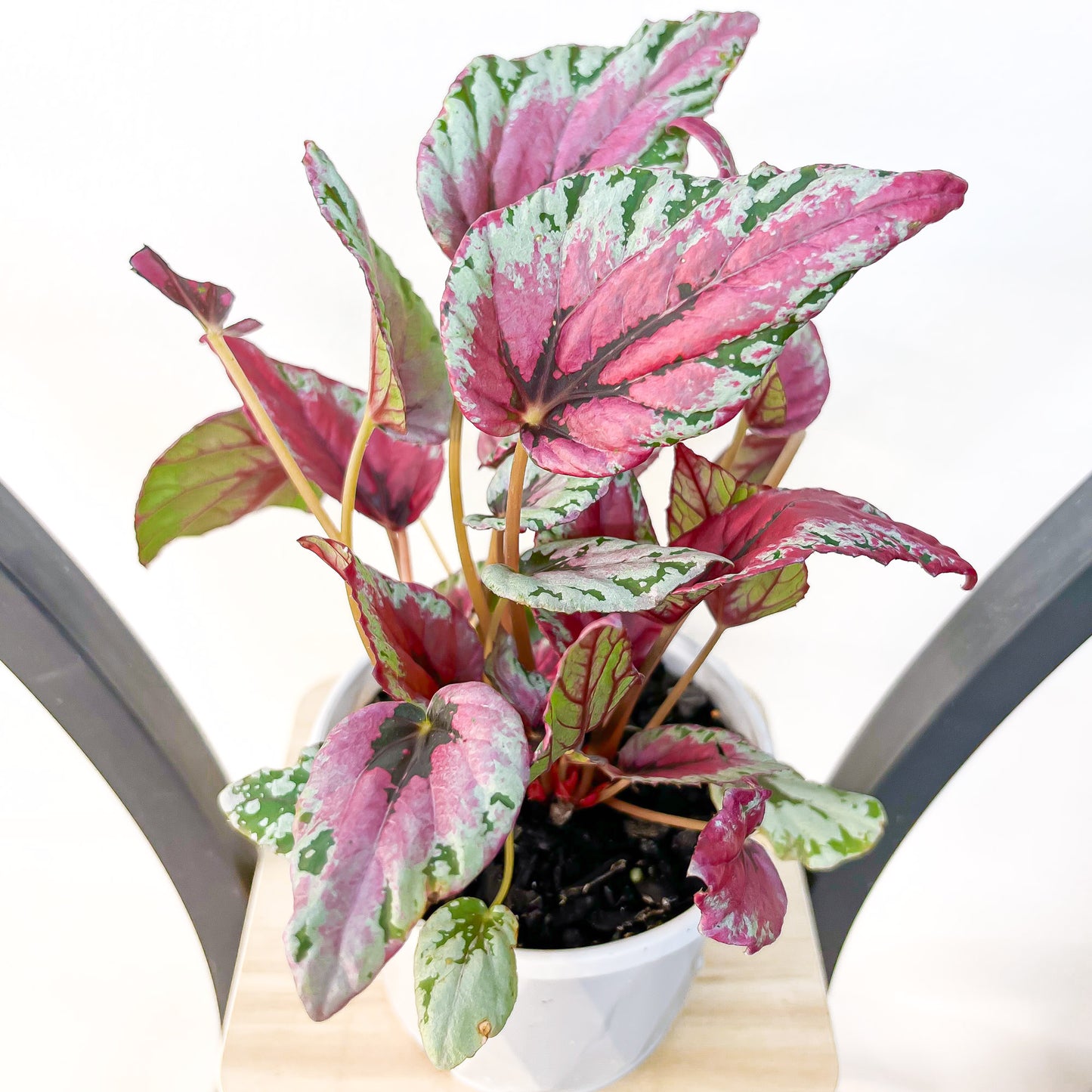 Begonia Maui Sunset | The Plant Boys