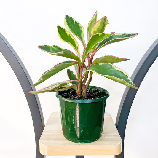 Peperomia Jelly | The Plant Boys