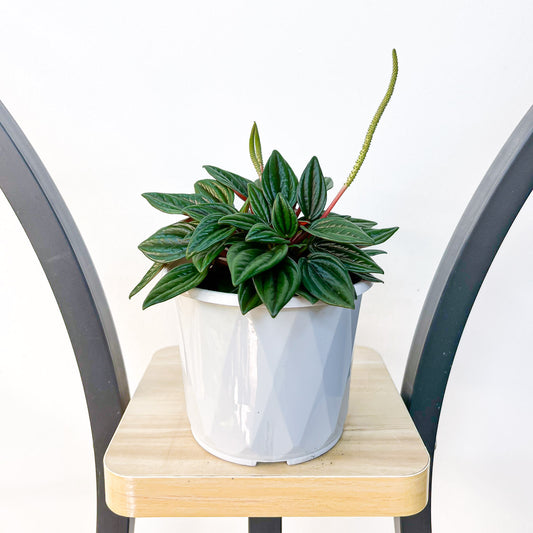 Peperomia Esmeralda | The Plant Boys