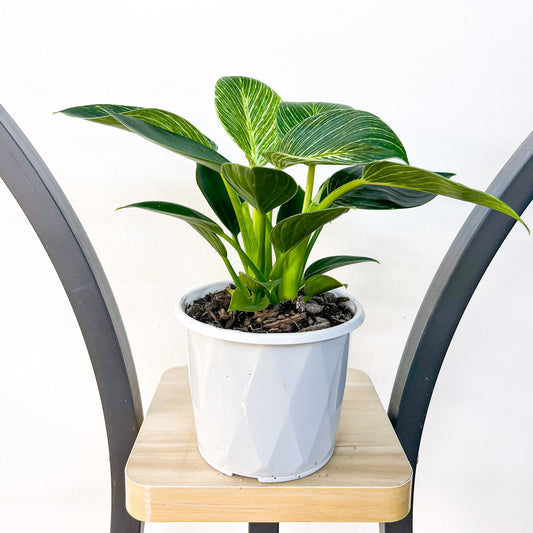 Philodendron Birkin | The Plant Boys
