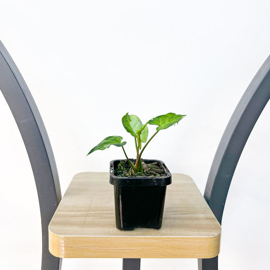 Syngonium Three Kings