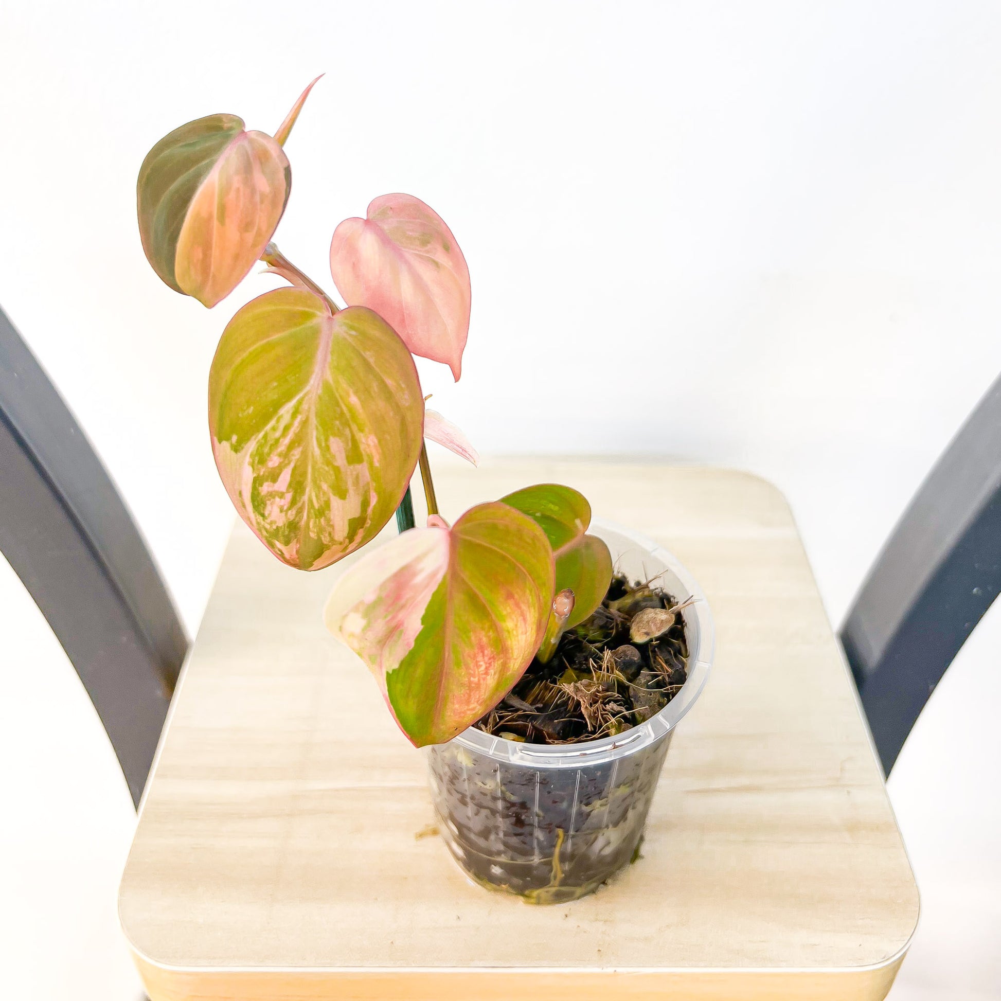 philodendron pink micans variegated Philodendron Micans Variegated – The Plant Boys