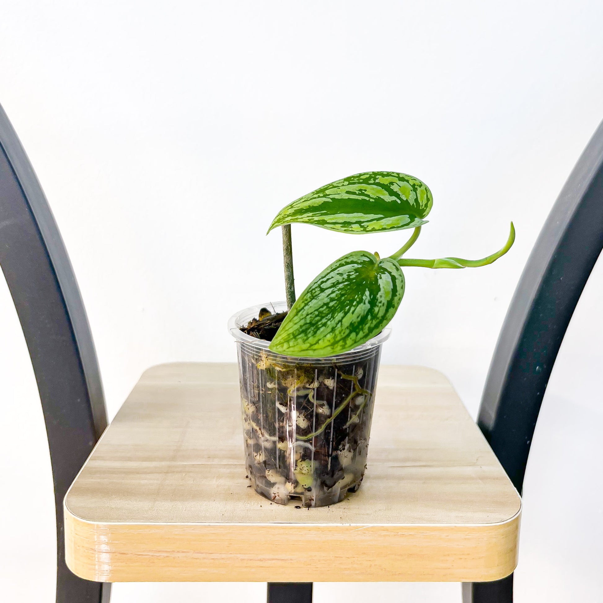 Scindapsus Tricolour | The Plant Boys