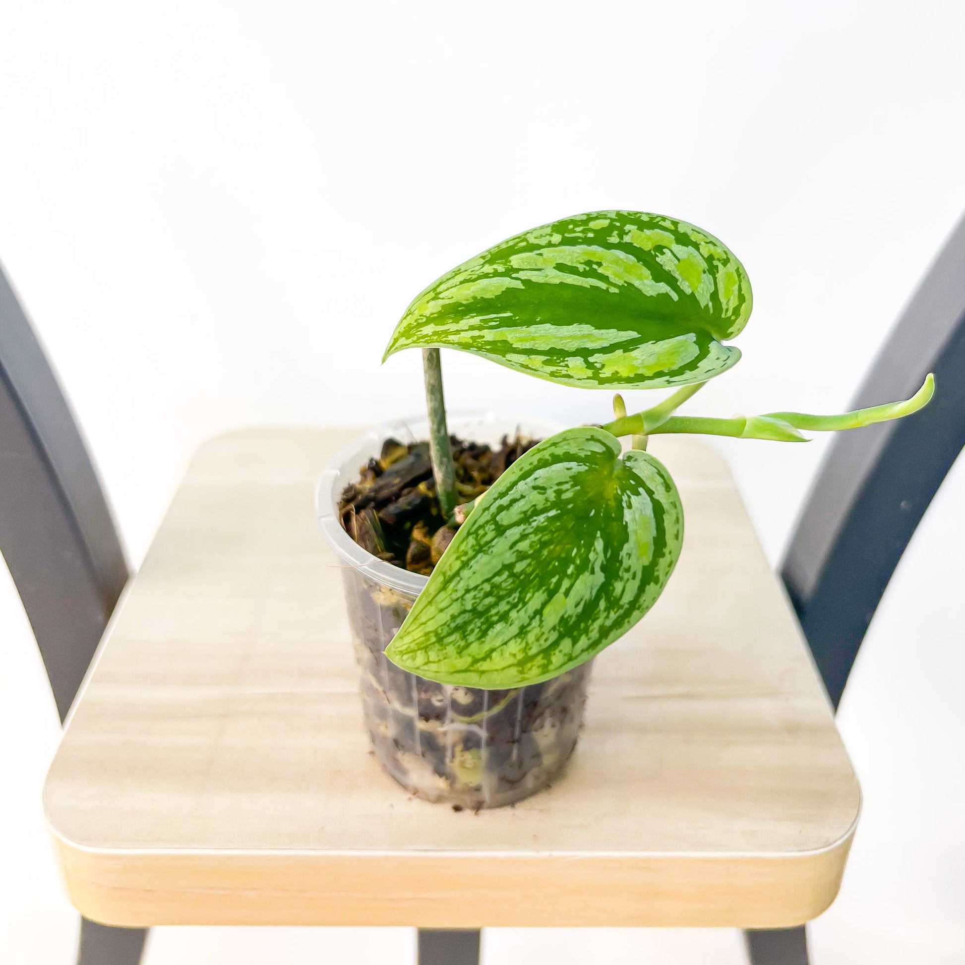 Scindapsus Tricolour | The Plant Boys