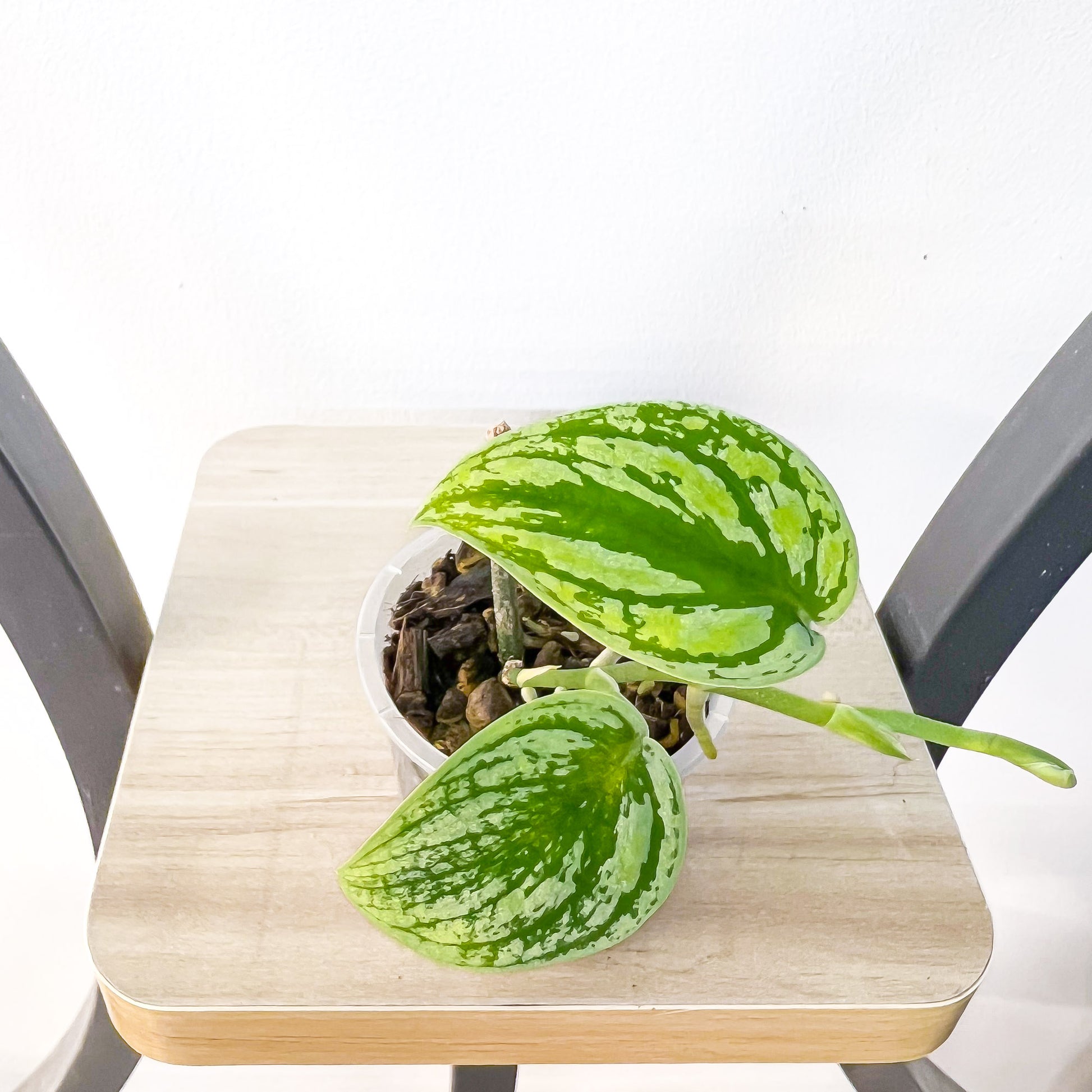 Scindapsus Tricolour | The Plant Boys