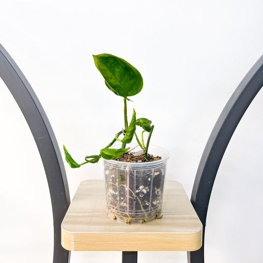 Pothos Shangri-La