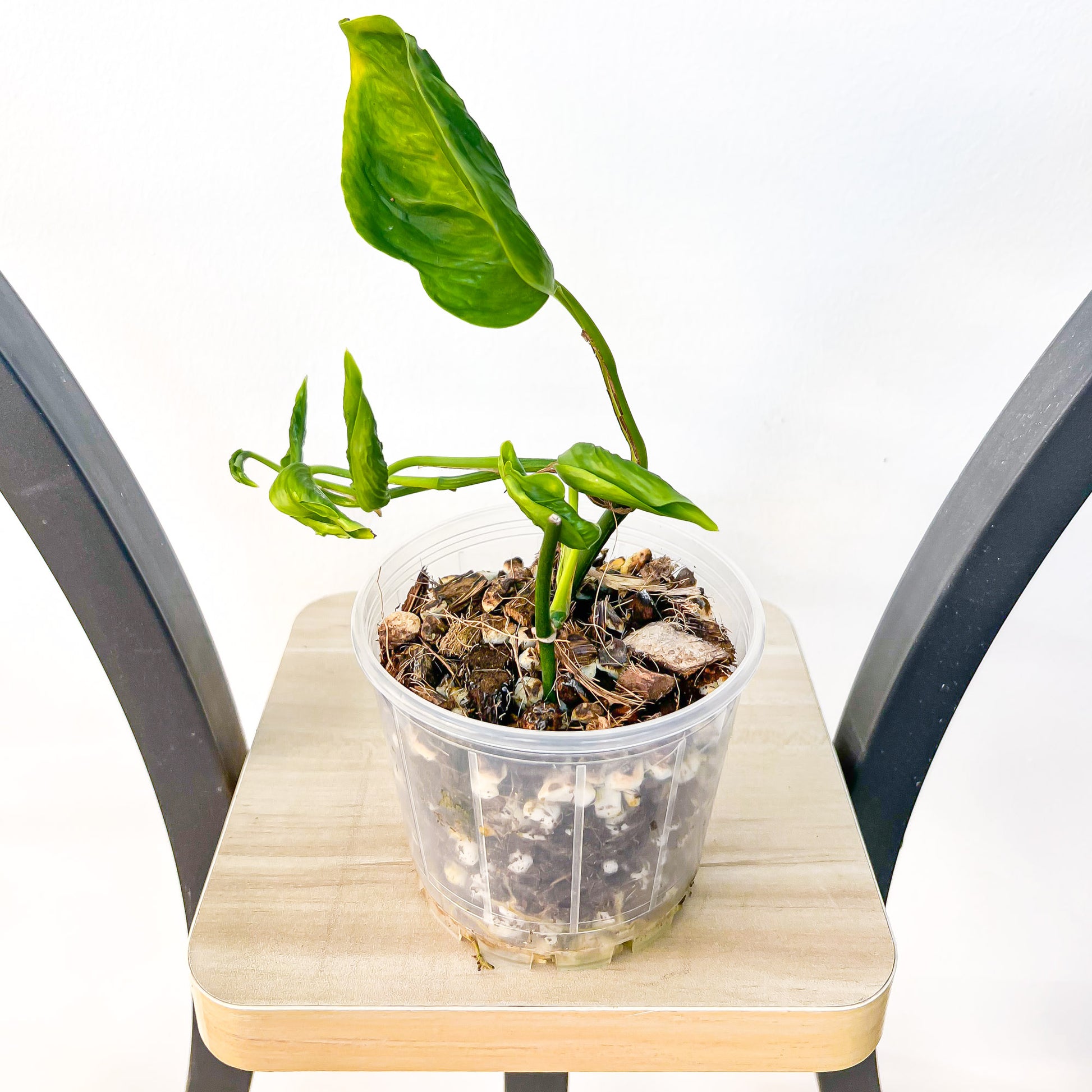 Pothos Shangri - La | The Plant Boys