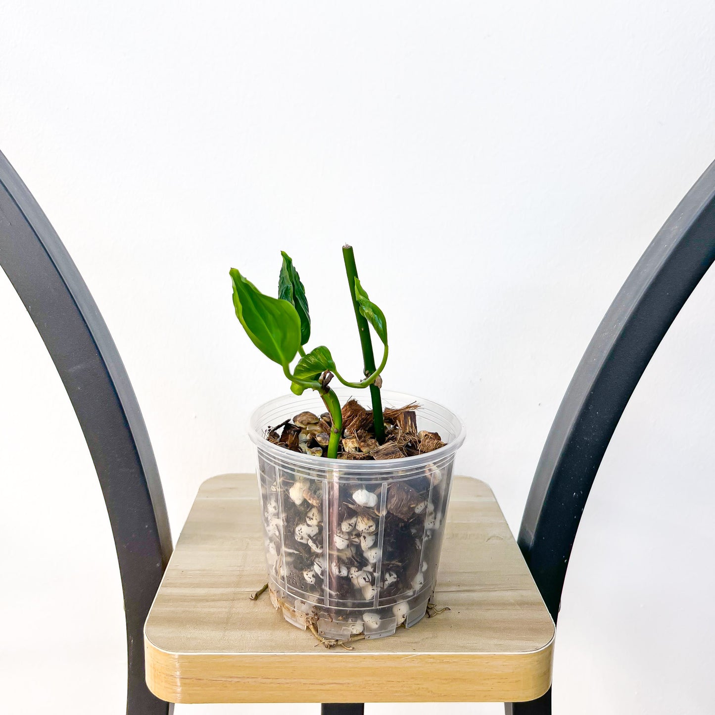 Pothos Shangri - La | The Plant Boys