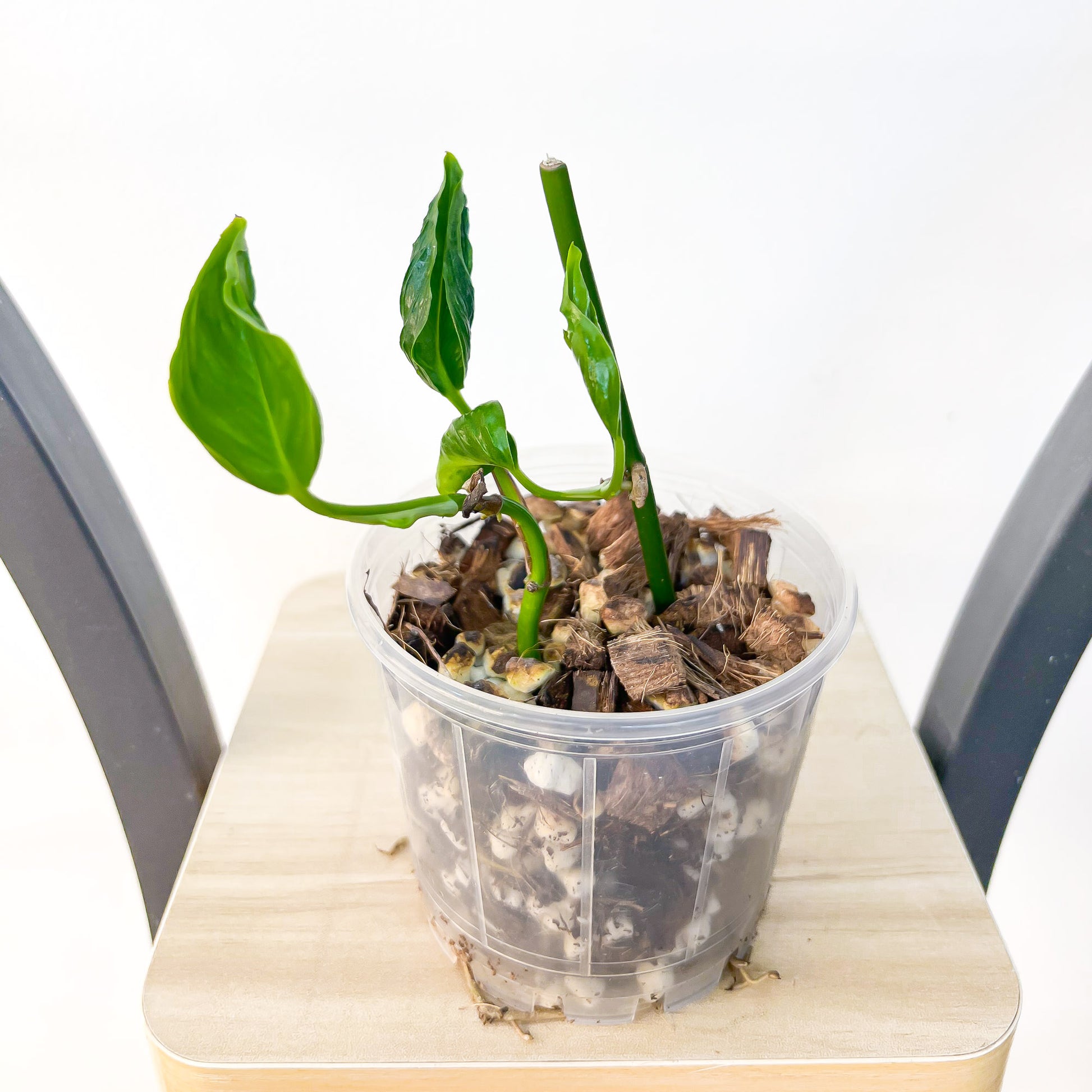 Pothos Shangri - La | The Plant Boys