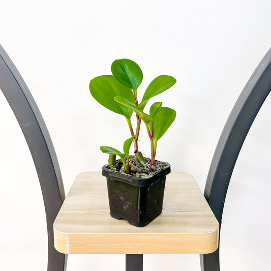 Peperomia Obtusifolia Lemon Lime | The Plant Boys