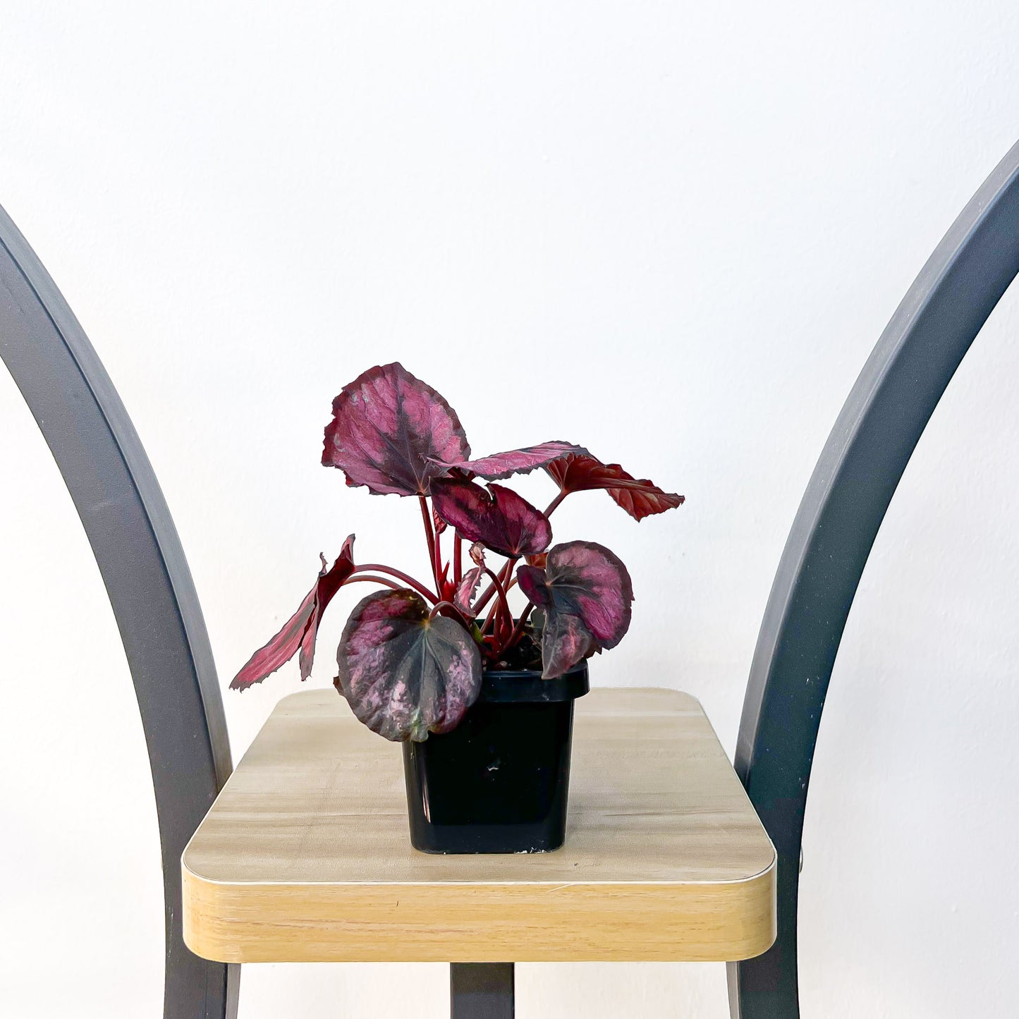 Begonia Red Kiss | The Plant Boys