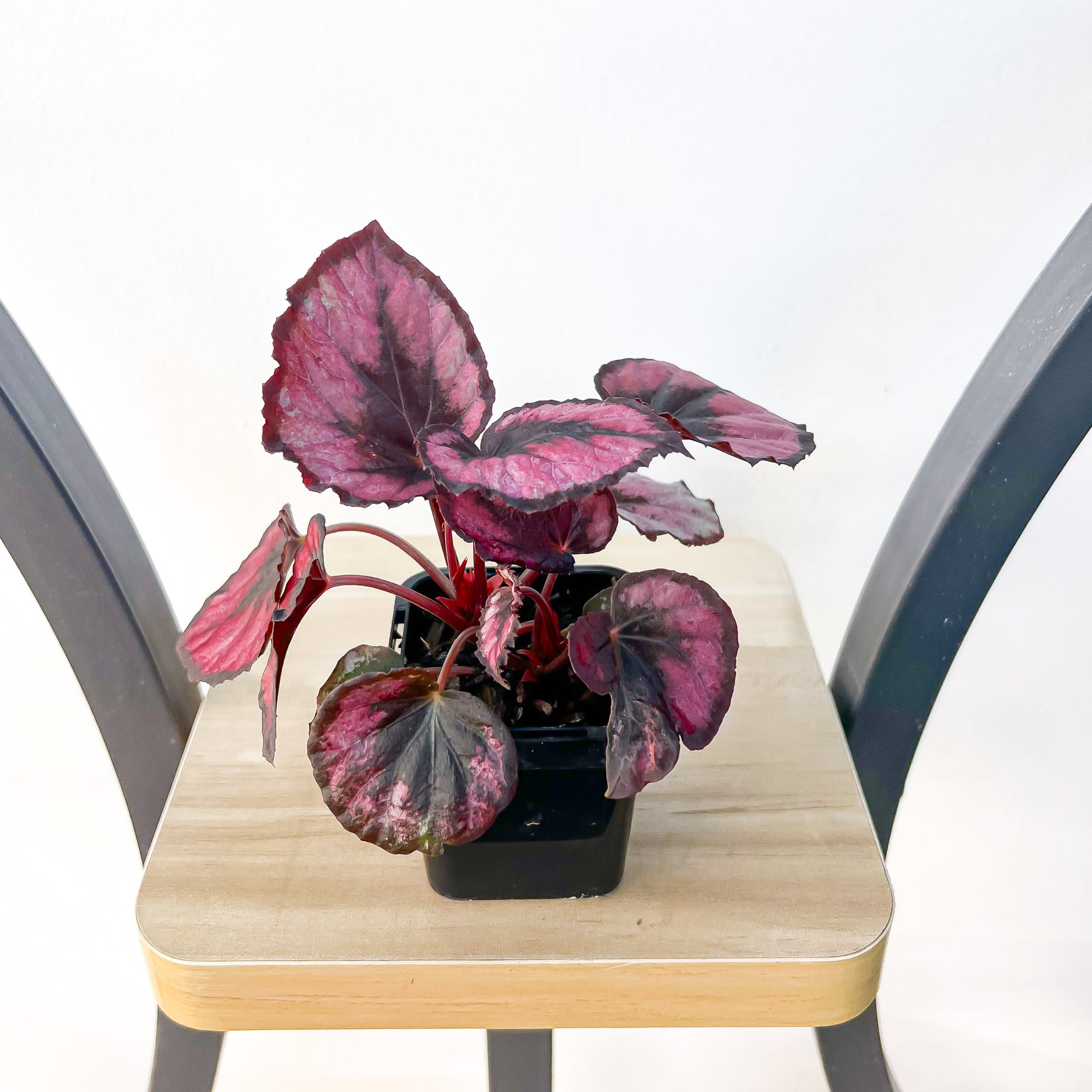 Begonia Red Kiss | The Plant Boys