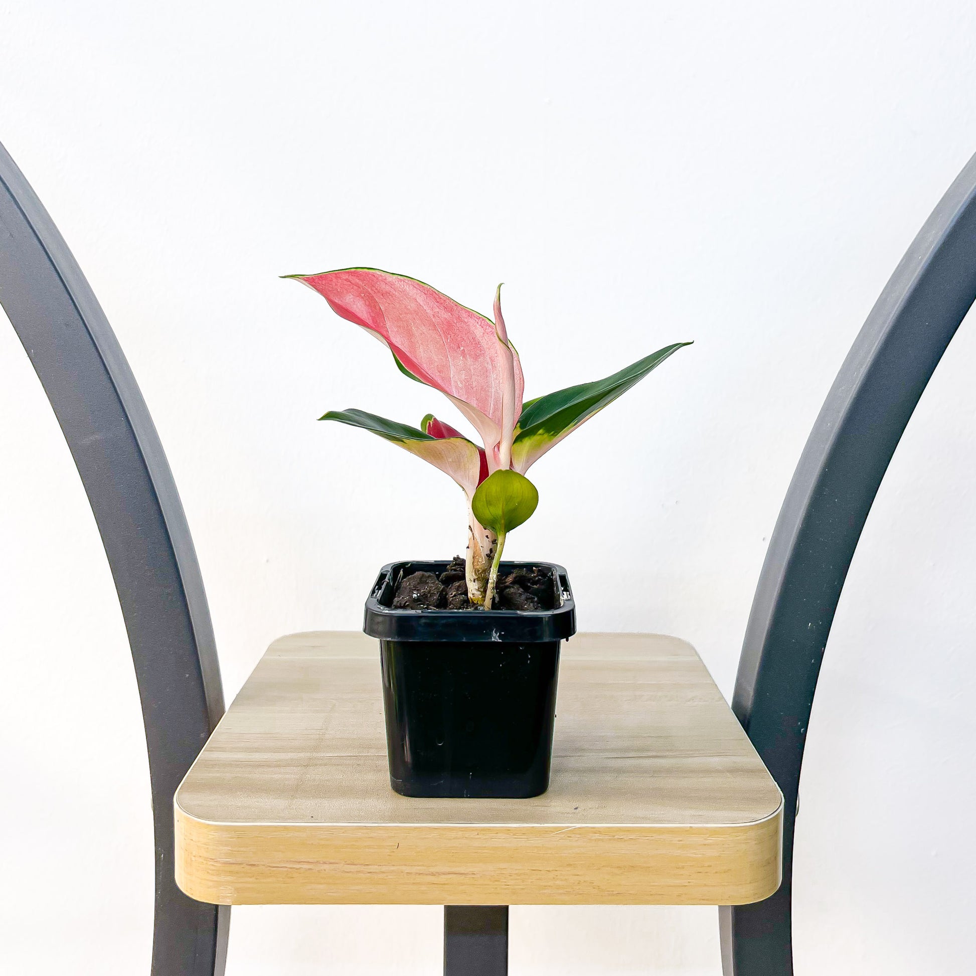Aglaonema Thailand Red | The Plant Boys