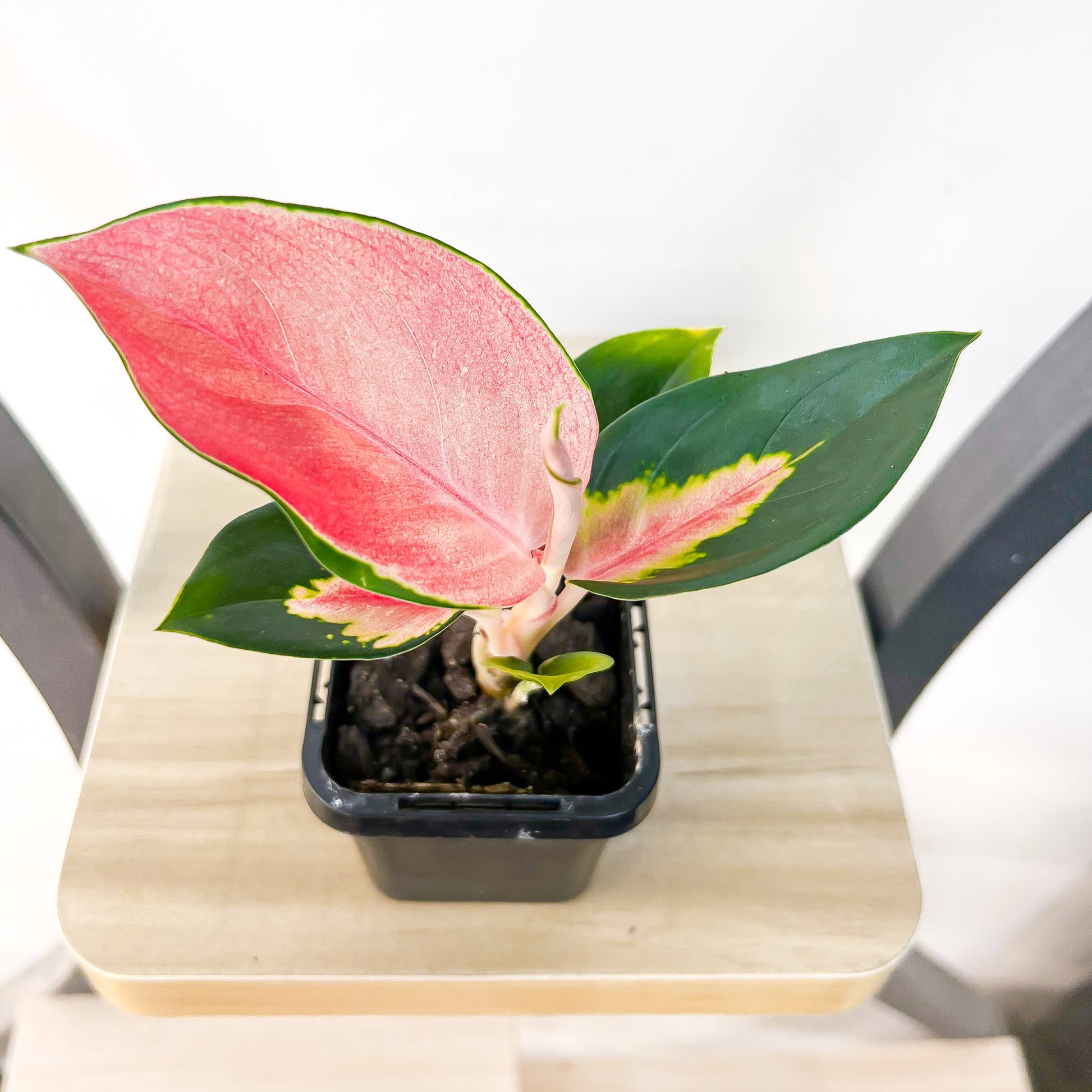 aglaonema pink thai Aglaonema Thailand Red – The Plant Boys