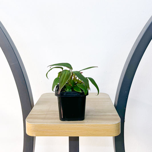 Philodendron Micans | The Plant Boys