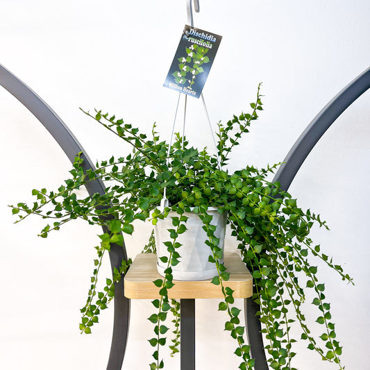 Dischidia Ruscifolia | The Plant Boys