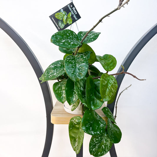 Hoya Krinkle Giant Splash | The Plant Boys