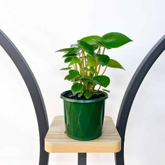 Peperomia Coin Leaf | The Plant Boys