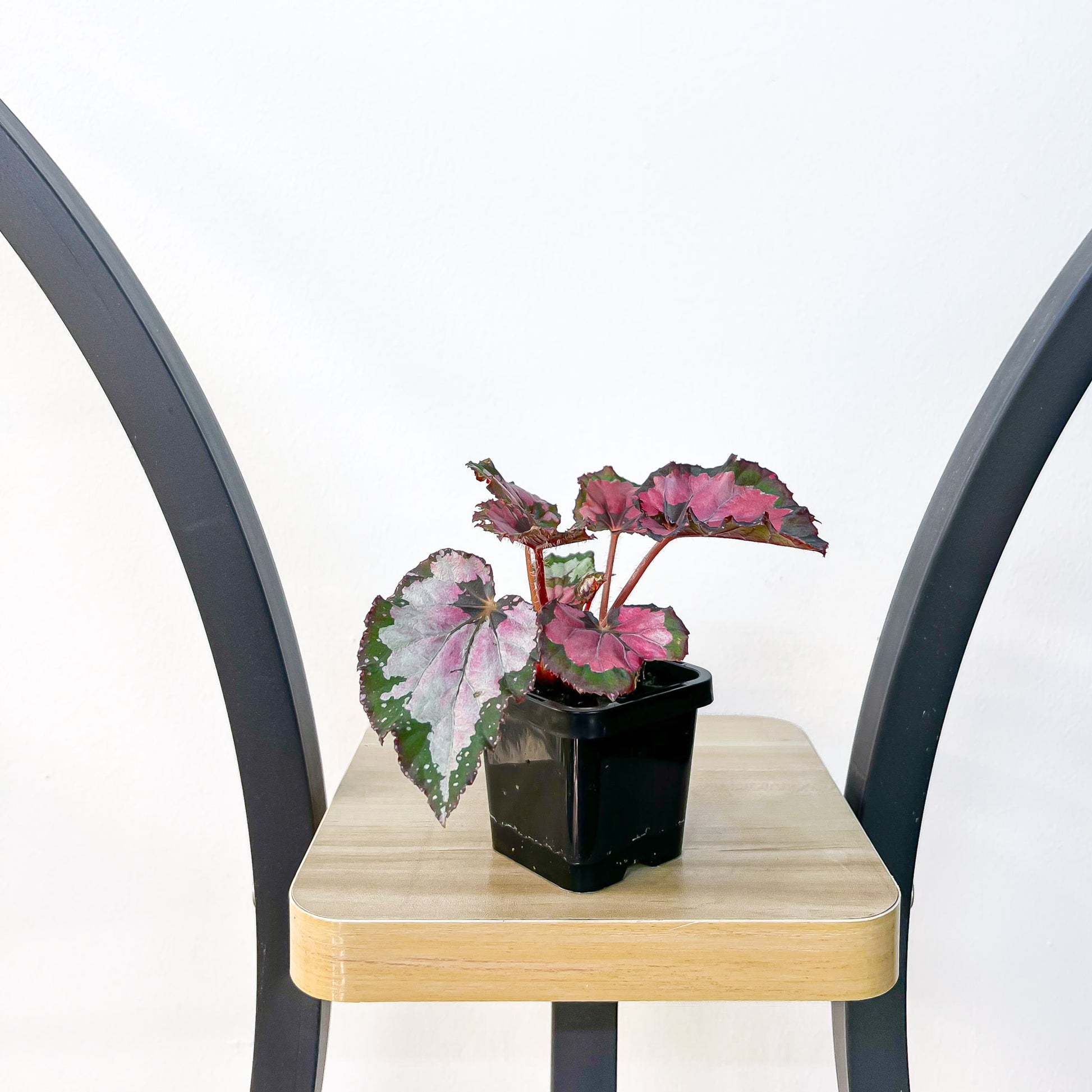 Begonia Inca Night | The Plant Boys